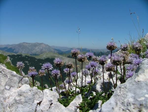 Fioriture in quota